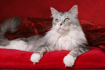 liegende Maine Coon / lying Maine Coon