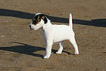 Parson Russell Terrier Welpe / parson russell terrier puppy