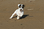 Parson Russell Terrier Welpe / parson russell terrier puppy