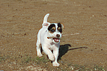 Parson Russell Terrier Welpe / parson russell terrier puppy