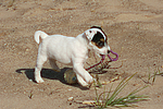 Parson Russell Terrier Welpe / parson russell terrier puppy