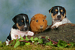 Jack Russell Terrier Welpen und Meerschwein / jack russell terrier puppies and guninea pig