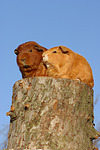 Meerschweinchen / guninea pigs