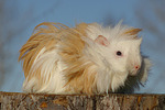 Langhaarmeerschwein / long-haired guninea pig