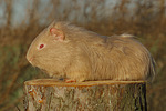 Glatthaarmeerschwein / smooth-haired guninea pig