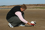 Parson Russell Terrier Welpe / parson russell terrier puppy