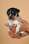 Jack Russell Terrier Welpe / jack russell terrier puppy