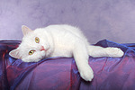 Mischlingskatze / domestic cat