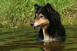 badender Langhaarcollie / bathing longhaired collie