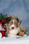 Miniature Australian Shepherd Welpe / miniature australian shepherd puppy