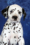 Dalmatiner Welpe / dalmatian puppy