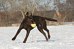 Labrador Retriever