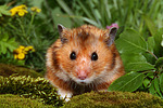 Goldhamster / golden hamster