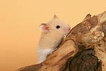 Goldhamster / golden hamster