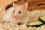 Goldhamster / golden hamster