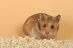 Goldhamster / golden hamster