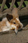 Löwenköpfchen / lion-headed bunny