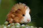 junges Sheltiemeerschwein / young guninea pig