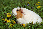 Crested Meerschwein / crested guninea pig