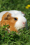 Crested Meerschwein / crested guninea pig