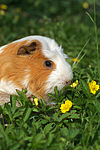 Crested Meerschwein / crested guninea pig