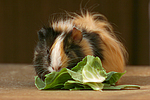 Sheltiemeerschwein / guninea pig