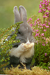 Zwergkaninchen / dwarf rabbit