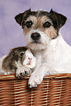 Parson Russell Terrier und Meerschwein / dog and guninea pig