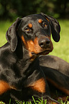 Dobermann / doberman pinscher