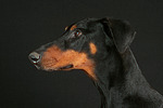 Dobermann / doberman pinscher