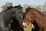 Deutsches Reitpony und Sachsen Anhaltiner Warmblut / pony and warmblood