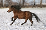 Isländer / icelandic horse