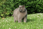 Britisch Kurzhaar Kätzchen / british shorthair kitten