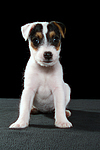 Parson Russell Terrier Welpe / parson russell terrier puppy