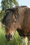 Shetland Pony