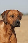 Rhodesian Ridgeback