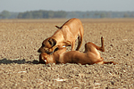 Rhodesian Ridgebacks