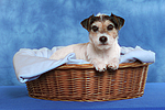 Parson Russell Terrier