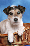 Parson Russell Terrier