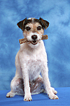 Parson Russell Terrier