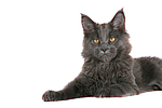 junge Maine Coon / young maine coon