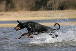 Dobermann / doberman pinscher