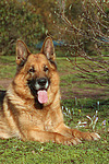 Deliegender Deutscher Schäferhund / lying German Shepherd