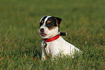 sitzender Parson Russell Terrier Welpe / sitting PRT puppy