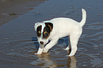 Parson Russell Terrier Welpe / parson russell terrier puppy