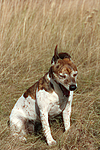 Jack Russell Terrier