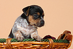 Jack Russell Terrier Welpe / jack russell terrier puppy