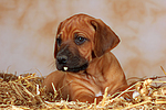 Rhodesian Ridgeback Welpe / rhodesian ridgeback puppy