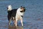 Border Collie schüttelt sich / shaking Border Collie