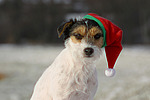 Parson Russell Terrier zu Weihnachten / PRT at christmas